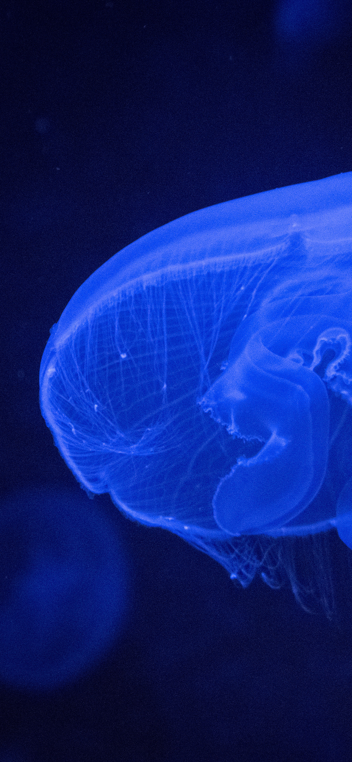 [2436×1125]水母 海洋生物 浮游 蓝光 苹果手机壁纸图片