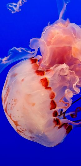 [2436x1125]水母 海洋生物 浮游 触手 苹果手机壁纸图片