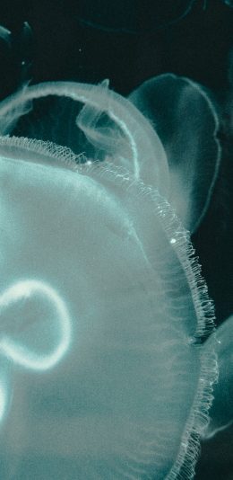 [2436x1125]水母 海洋生物 浮游 透明 苹果手机壁纸图片