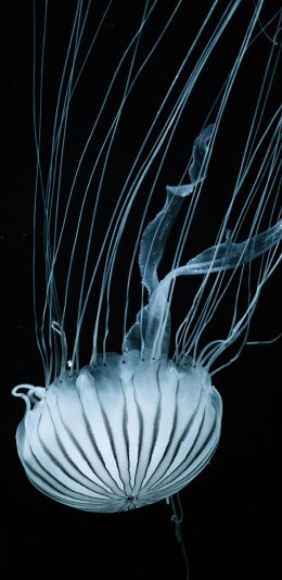 [2436x1125]水母 海洋生物 浮游 长须 苹果手机壁纸图片