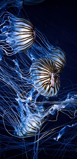 [2436x1125]水母 海洋生物 海底 苹果手机壁纸图片