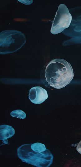 [2436x1125]水母 海洋生物 海底 漂浮 苹果手机壁纸图片
