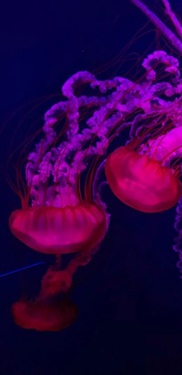 [2436x1125]水母 海洋生物 海底 荧光 苹果手机壁纸图片