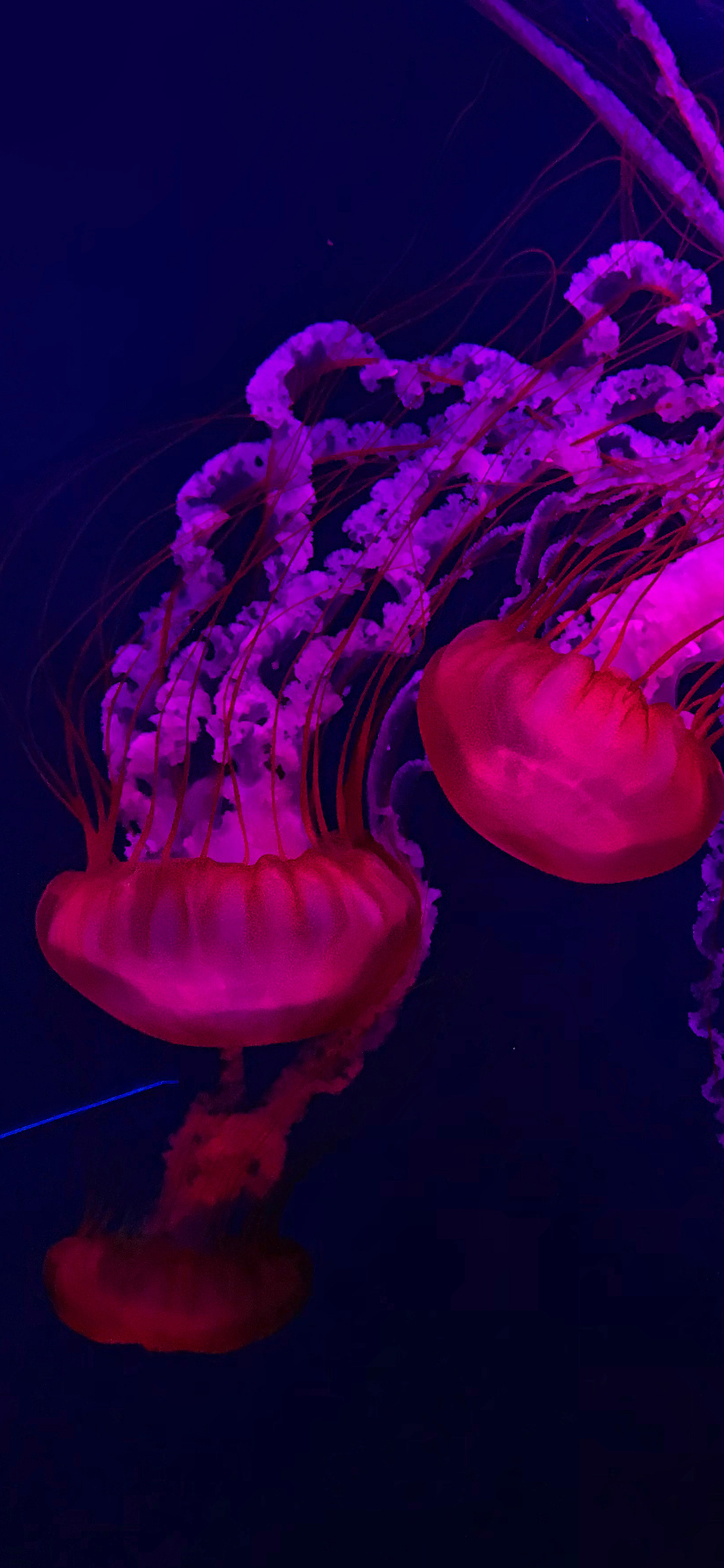 [2436×1125]水母 海洋生物 海底 荧光 苹果手机壁纸图片