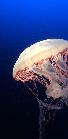 [2436x1125]水母 海洋生物 海底 触手 苹果手机壁纸图片