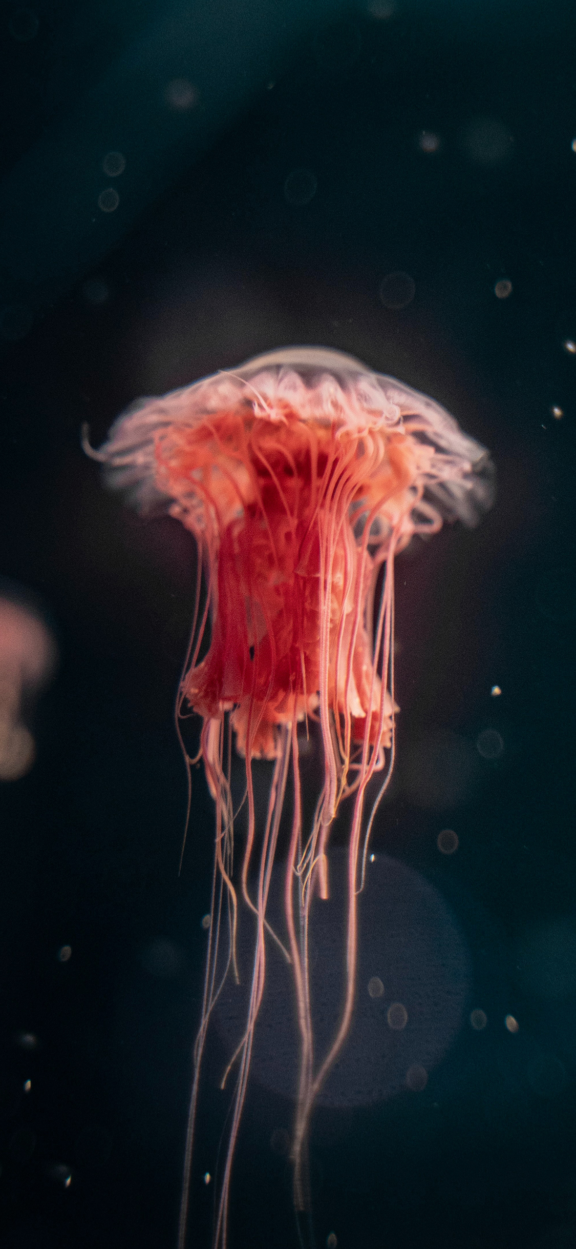 [2436×1125]水母 海洋生物 海蜇 游动 苹果手机壁纸图片