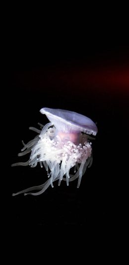 [2436x1125]水母 海洋生物 游动 动物 苹果手机壁纸图片