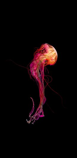 [2436x1125]水母 海洋生物 游动 发光 红色 苹果手机壁纸图片