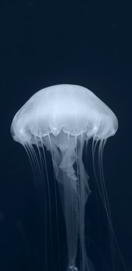 [2436x1125]水母 海洋生物 游动 唯美 苹果手机壁纸图片
