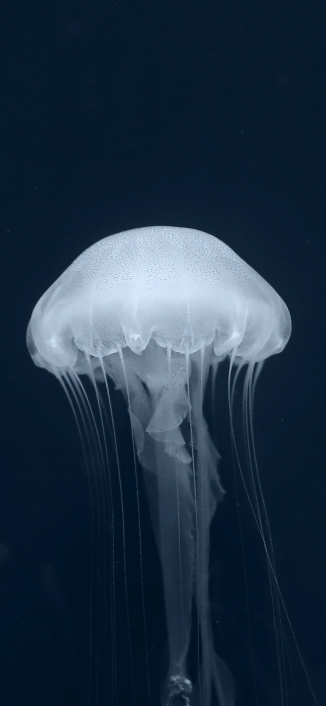 [2436×1125]水母 海洋生物 游动 唯美 苹果手机壁纸图片