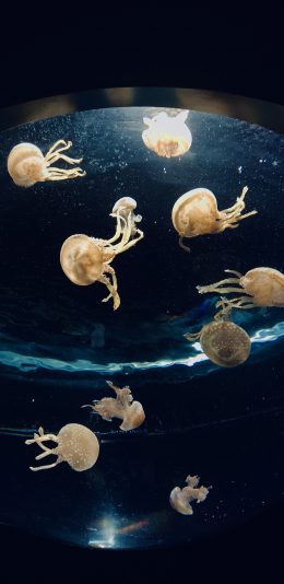 [2436x1125]水母 海洋生物 游动 水族 苹果手机壁纸图片
