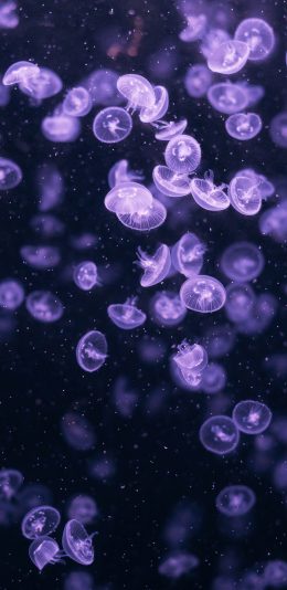 [2436x1125]水母 海洋生物 游动 紫色 透明 苹果手机壁纸图片