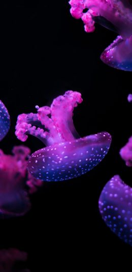 [2436x1125]水母 海洋生物 游动 紫色 黑暗 苹果手机壁纸图片