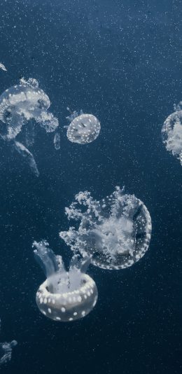 [2436x1125]水母 海洋生物 游动 蓝色 苹果手机壁纸图片