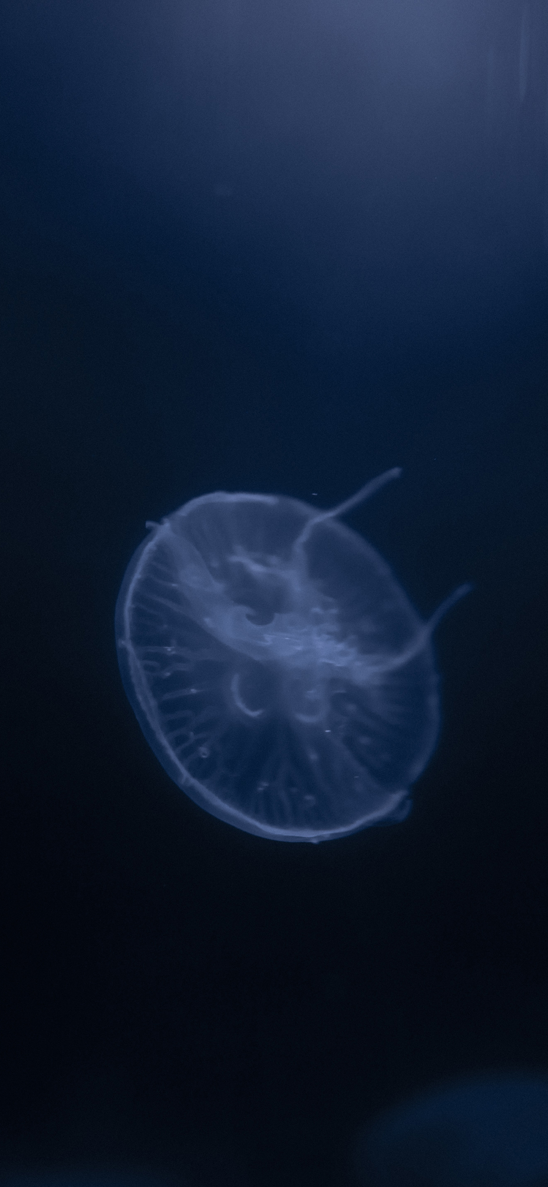 [2436×1125]水母 海洋生物 游动 蓝色 透明 苹果手机壁纸图片