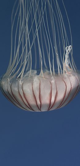 [2436x1125]水母 海洋生物 游动 透明 苹果手机壁纸图片