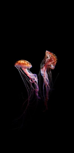 [2436x1125]水母 海洋生物 游动 透明 发光 黑色背景 苹果手机壁纸图片