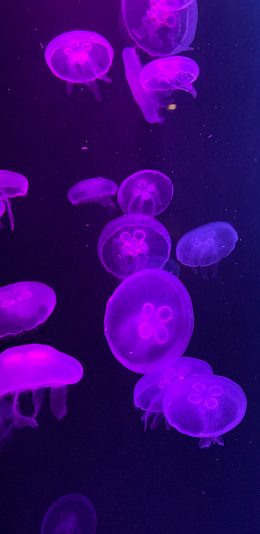 [2436x1125]水母 海洋生物 游动 透明 紫色 苹果手机壁纸图片