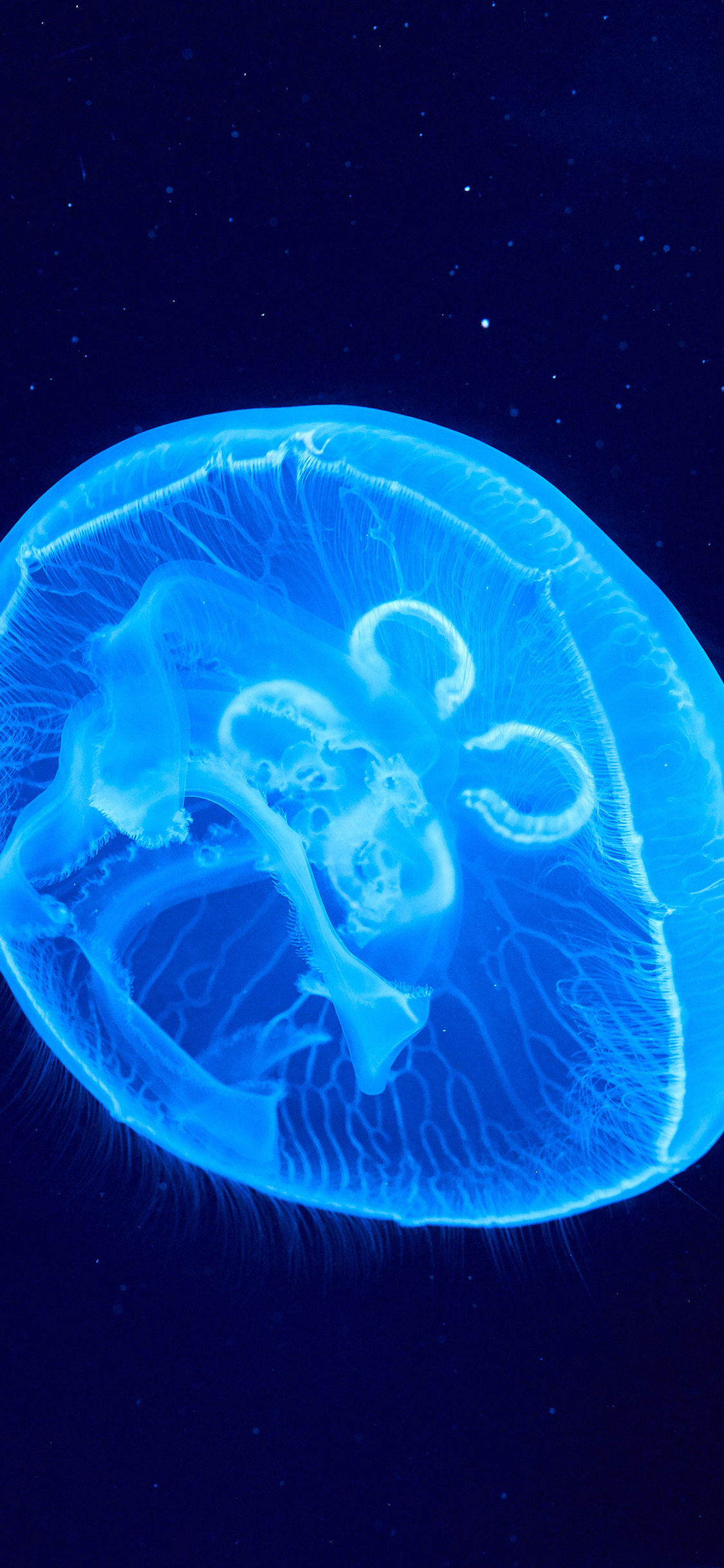 [2436×1125]水母 海洋生物 游动 透明 蓝色 苹果手机壁纸图片