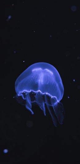 [2436x1125]水母 海洋生物 游动 黑色 透明 苹果手机壁纸图片