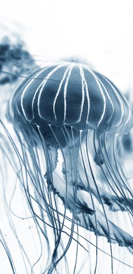 [2436x1125]水母 海洋生物 漂浮 墨色 苹果手机壁纸图片