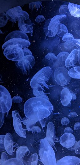 [2436x1125]水母 海洋生物 漂浮 密集 苹果手机壁纸图片