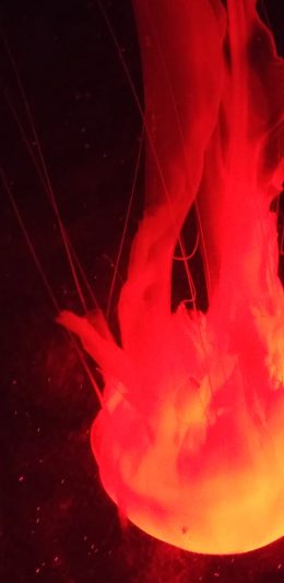 [2436x1125]水母 海洋生物 漂浮 红 苹果手机壁纸图片