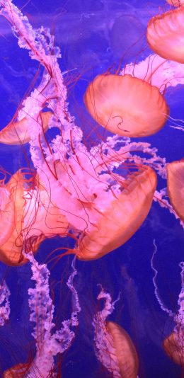 [2436x1125]水母 海洋生物 种群 游动 苹果手机壁纸图片
