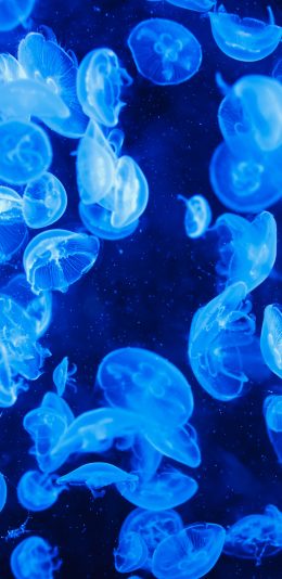[2436x1125]水母 海洋生物 种群 蓝色 透明 苹果手机壁纸图片