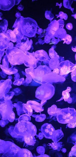 [2436x1125]水母 海洋生物 紫色 种群 透明 游动 苹果手机壁纸图片