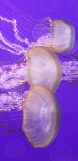 [2436x1125]水母 海洋生物 紫色 透明 游动 苹果手机壁纸图片