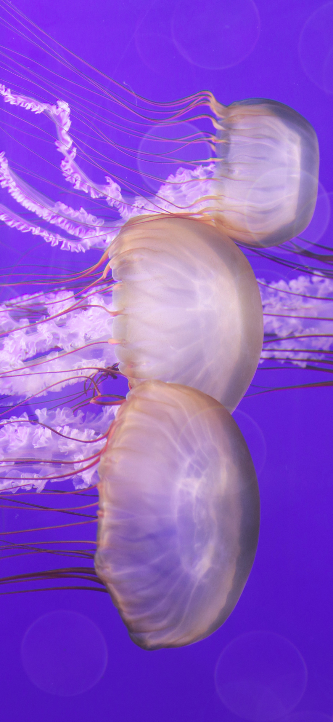 [2436×1125]水母 海洋生物 紫色 透明 游动 苹果手机壁纸图片