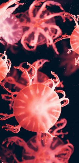 [2436x1125]水母 海洋生物 红色 游动 苹果手机壁纸图片