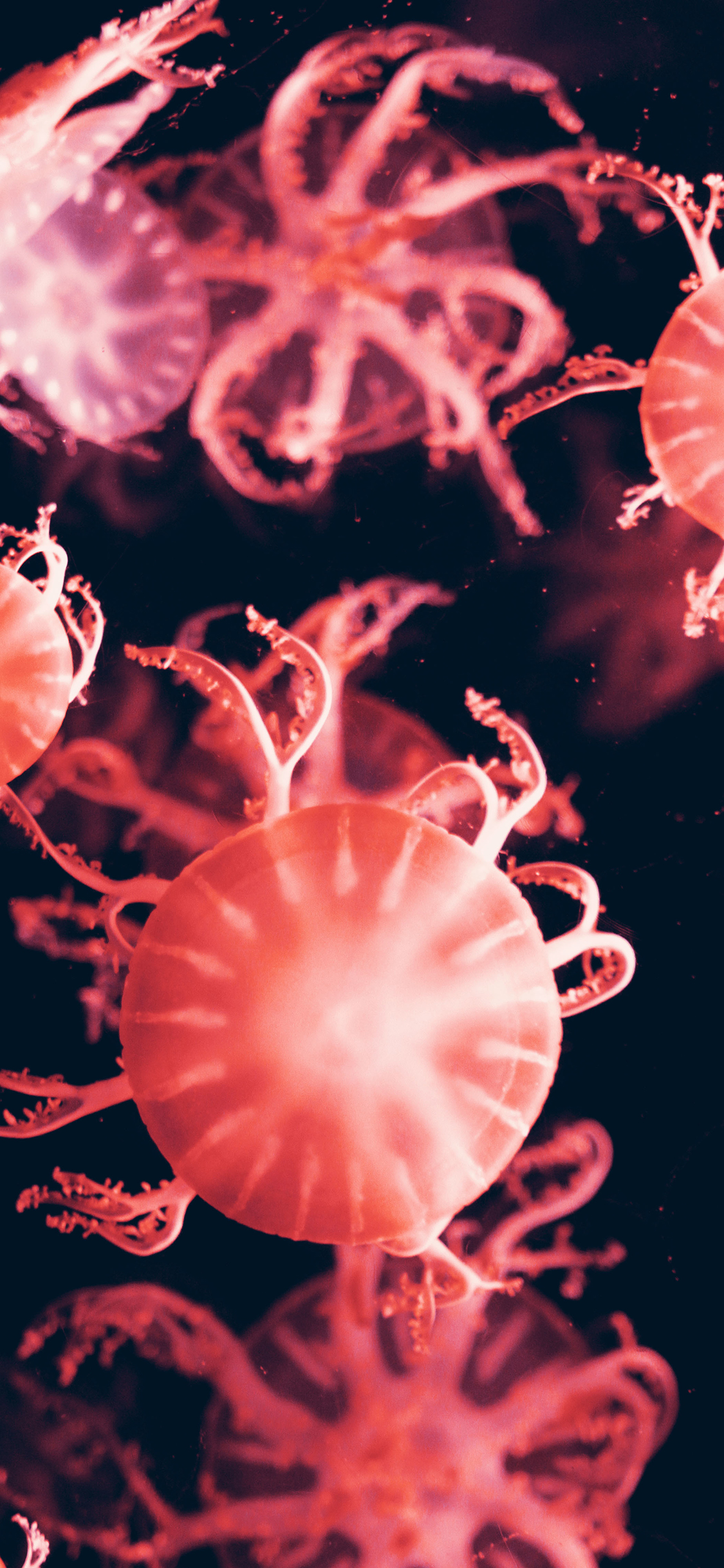 [2436×1125]水母 海洋生物 红色 游动 苹果手机壁纸图片