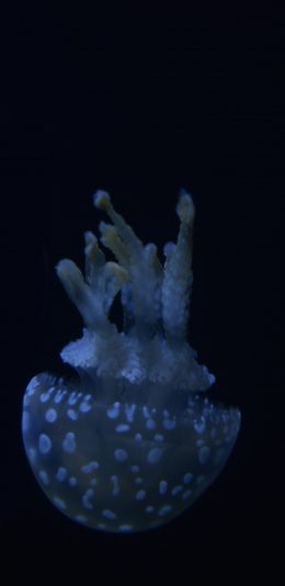 [2436x1125]水母 海洋生物 荧光 创意 苹果手机壁纸图片