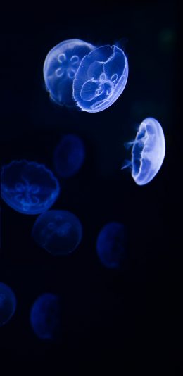 [2436x1125]水母 海洋生物 荧光 漂浮 苹果手机壁纸图片