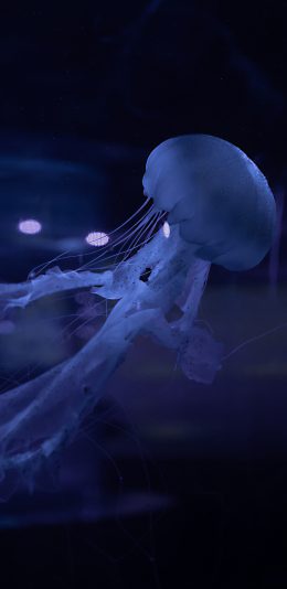 [2436x1125]水母 海洋生物 蓝色 游动 苹果手机壁纸图片