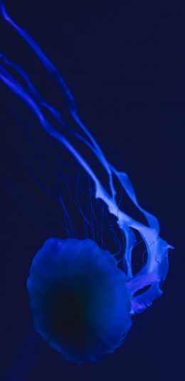 [2436x1125]水母 海洋生物 蓝色 游动 触须 苹果手机壁纸图片