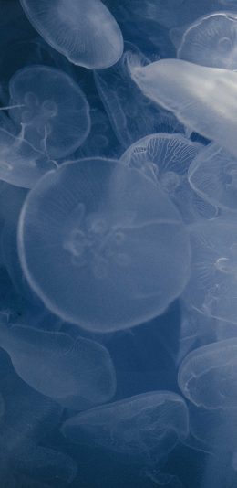 [2436x1125]水母 海洋生物 蓝色 透明 苹果手机壁纸图片