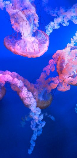 [2436x1125]水母 海洋生物 蓝色 透明 游动 苹果手机壁纸图片