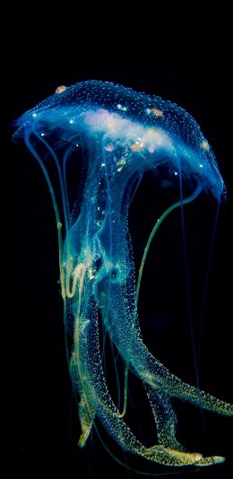 [2436x1125]水母 海洋生物 蓝色 透明 游动 发光 苹果手机壁纸图片
