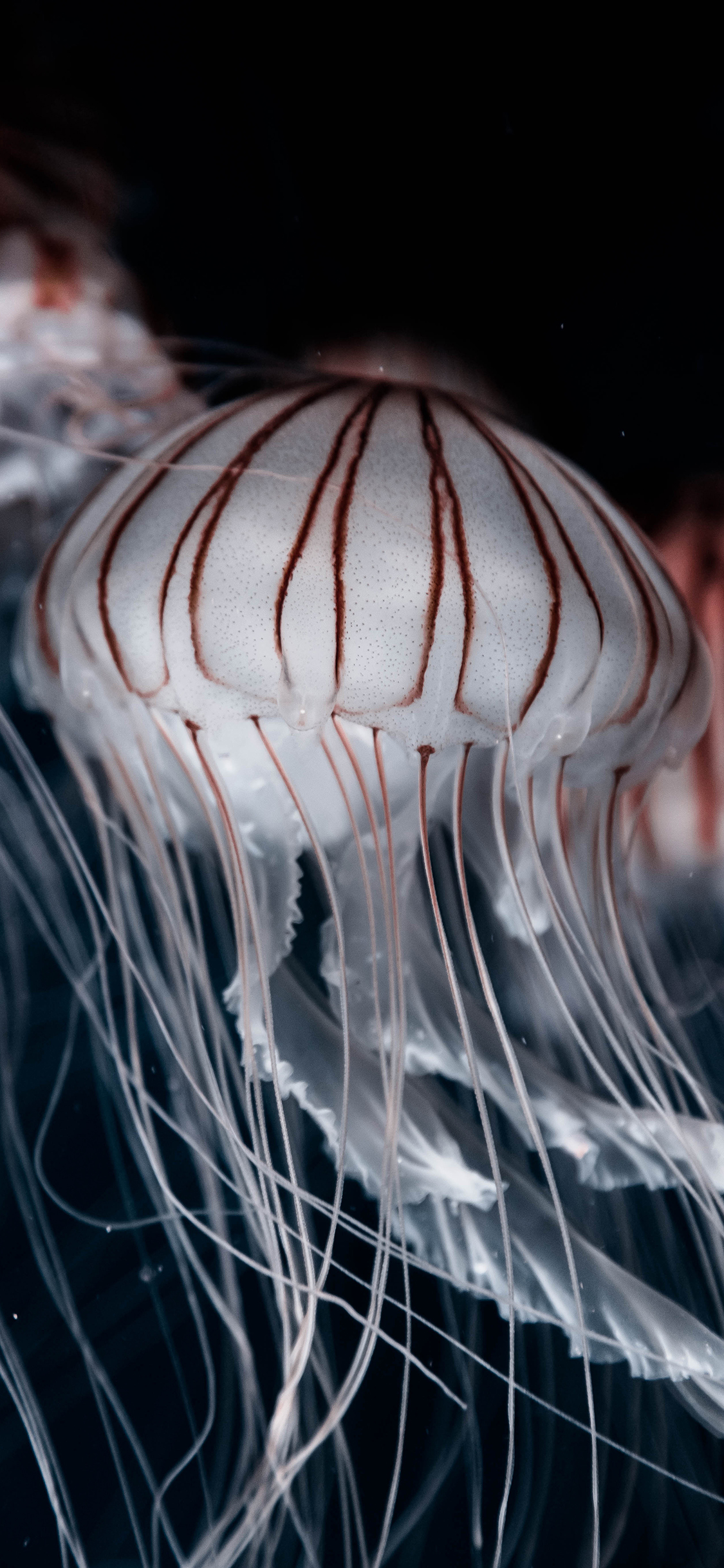 [2436×1125]水母 海洋生物 蓝色 透明 游动 触须 苹果手机壁纸图片
