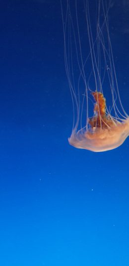 [2436x1125]水母 海洋生物 蔚蓝大海 漂浮 苹果手机壁纸图片