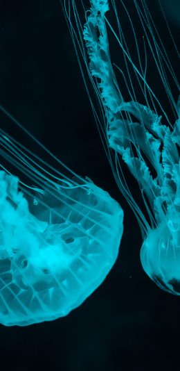[2436x1125]水母 海洋生物 触手 苹果手机壁纸图片