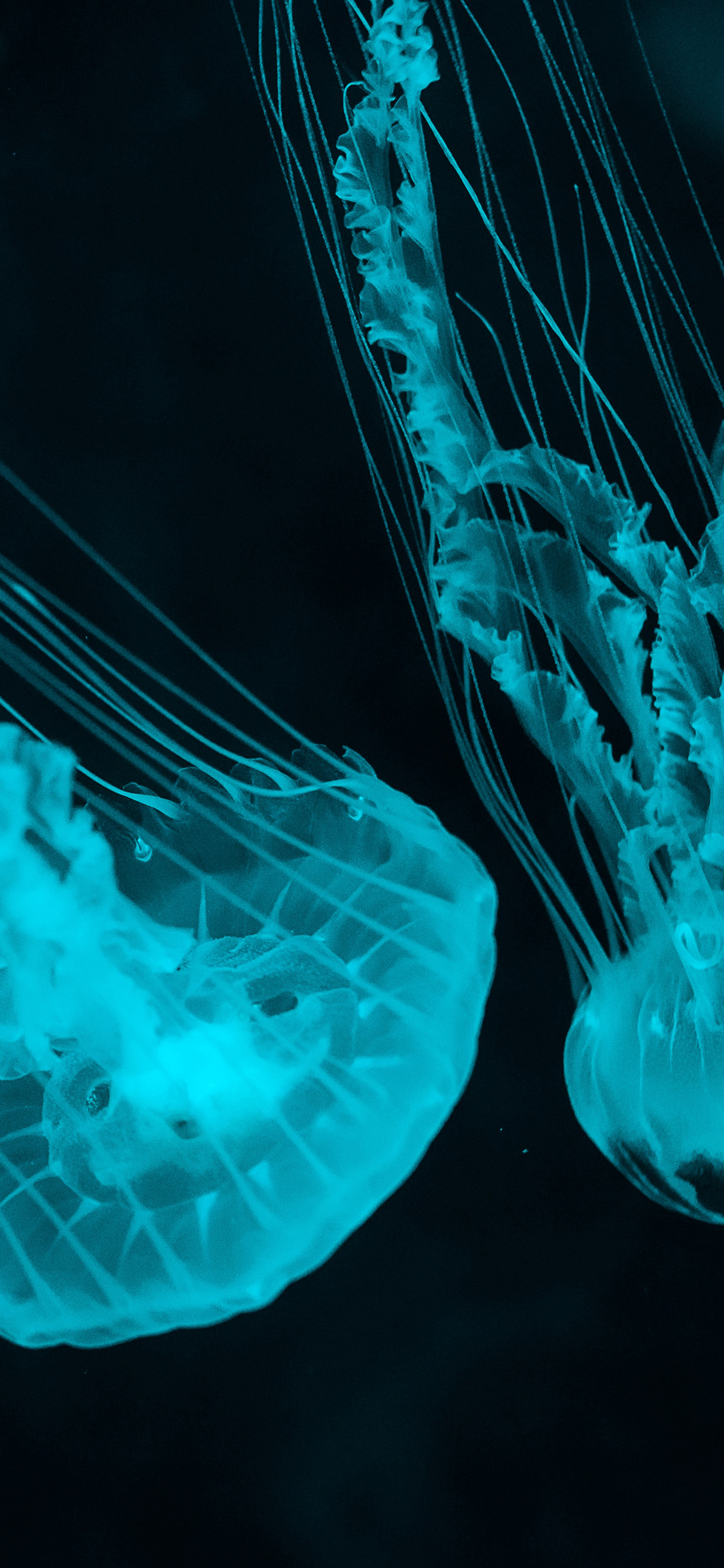 [2436×1125]水母 海洋生物 触手 苹果手机壁纸图片