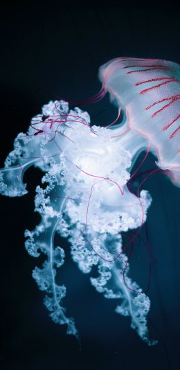[2436x1125]水母 海洋生物 触手 浮游 苹果手机壁纸图片
