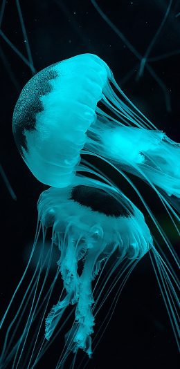 [2436x1125]水母 海洋生物 触手 蓝光 浮游 苹果手机壁纸图片