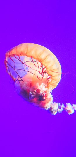 [2436x1125]水母 海洋生物 触角 浮游 苹果手机壁纸图片