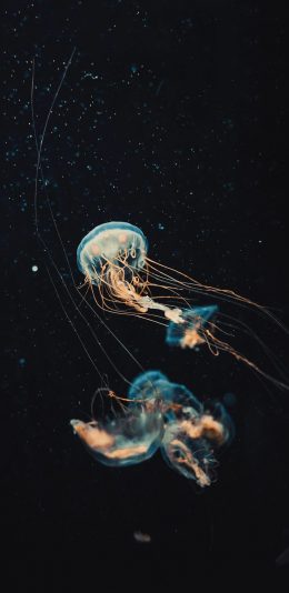 [2436x1125]水母 海洋生物 触须 游动 透明 苹果手机壁纸图片
