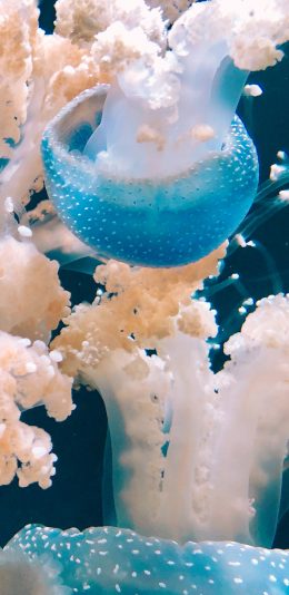 [2436x1125]水母 海洋生物 触须 蓝色 透明 苹果手机壁纸图片